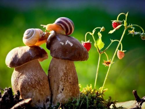 长篇励志故事：向往空中花园的蜗牛